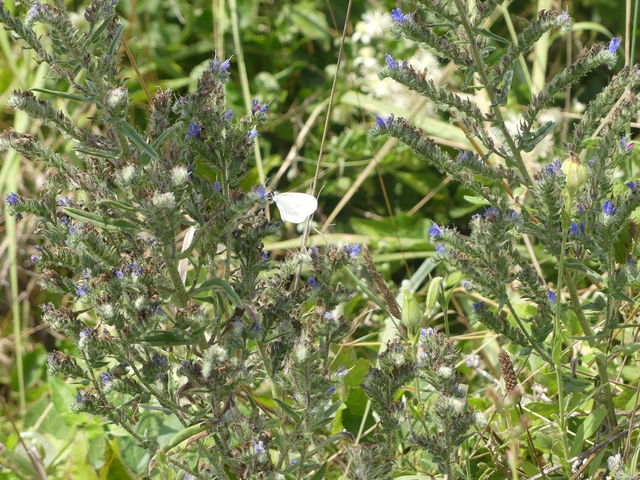Leptidea sinapis - mustárlepke