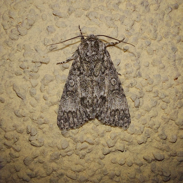 Acronicta megacephala - nagyfejű szigonyosbagoly