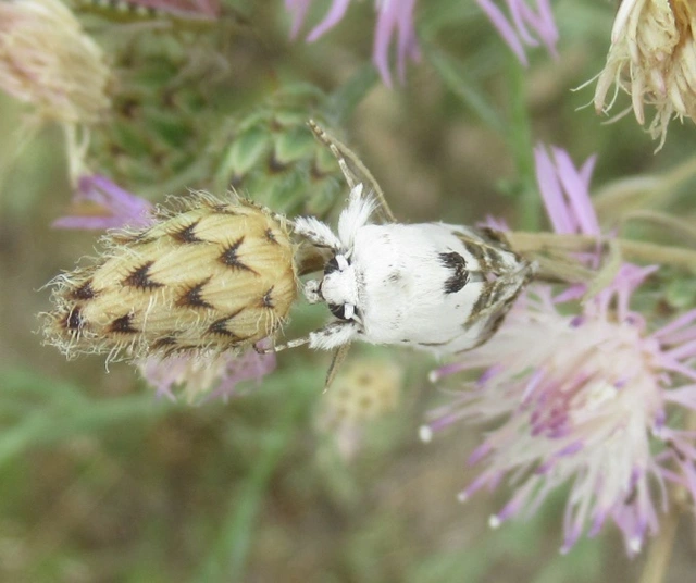 Calophasia opalina - barnafoltú fehérbagoly