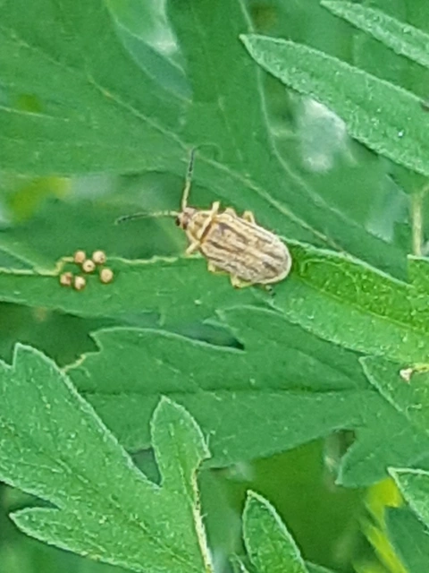 Ophraella communa - parlagfű-olajosbogár