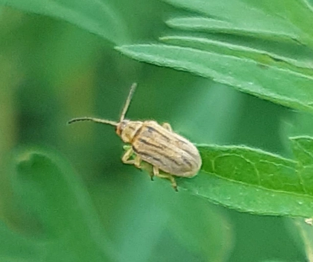 Ophraella communa - parlagfű-olajosbogár