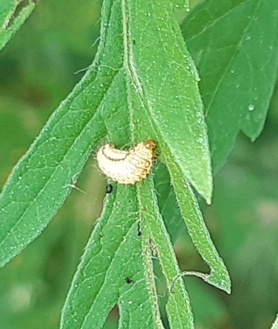 Ophraella communa - parlagfű-olajosbogár