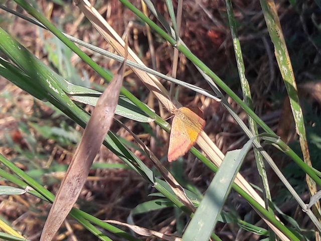 Lythria purpuraria - bíborsávos araszoló
