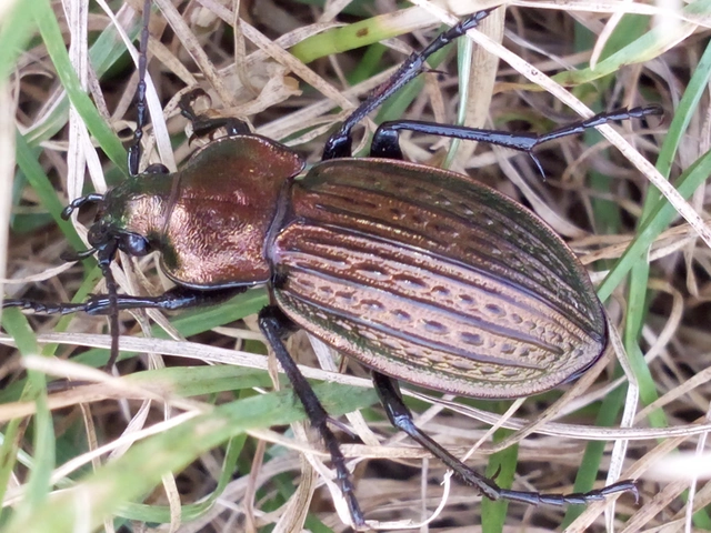 Carabus ulrichii - rezes futrinka Carabus ulrichii - rezes futrinka