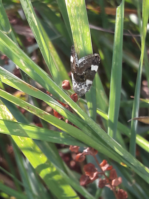 Acontia lucida - fehér nappalibagoly