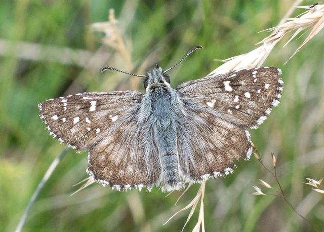 Pyrgus alveus - hegyi busalepke