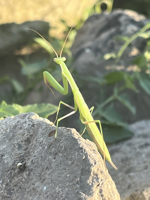 Mantis religiosa - imádkozósáska