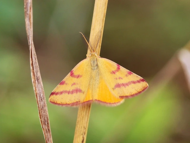 Lythria purpuraria - bíborsávos araszoló