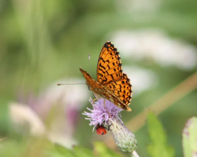 Boloria selene - fakó gyöngyházlepke