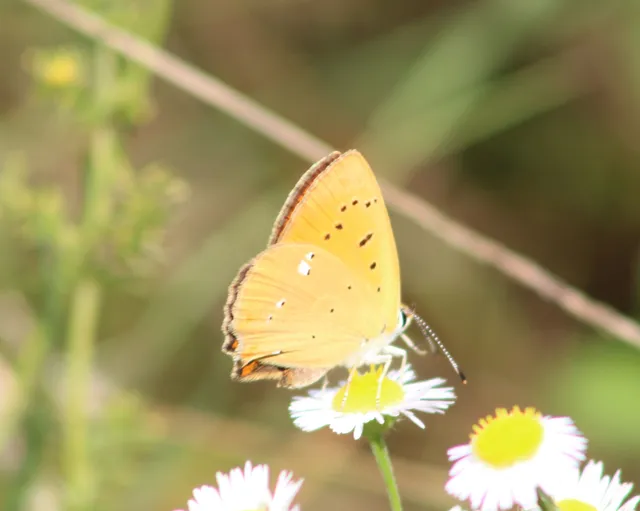 Lycaena virgaureae - arany-tűzlepke