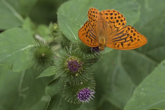 Argynnis paphia - nagy gyöngyházlepke