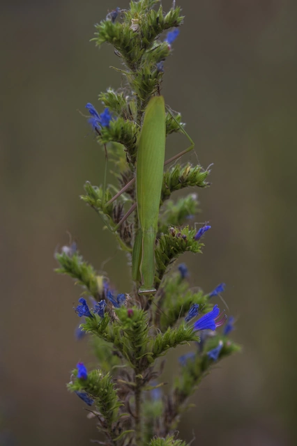 Mantis religiosa - imádkozósáska