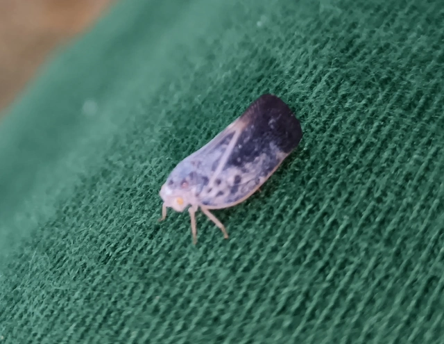 Metcalfa pruinosa - amerikai lepkekabóca