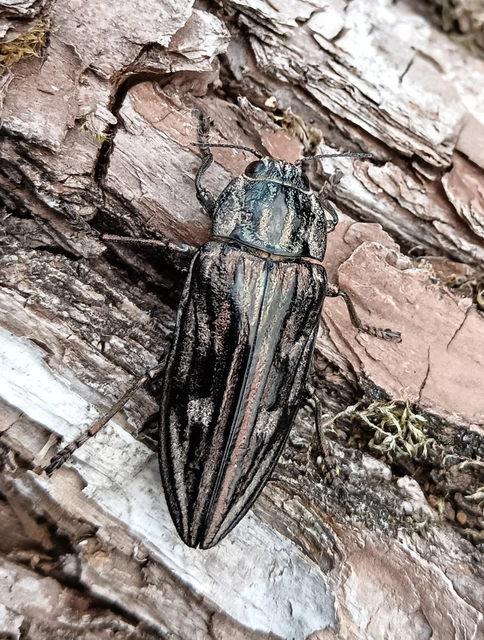 Chalcophora mariana - nagy fenyvesdíszbogár