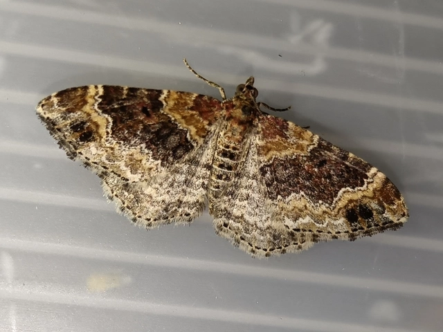 Xanthorhoe spadicearia - sávos tarkaaraszoló