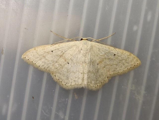 Scopula incanata - hamvas sávosaraszoló