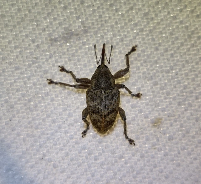 Curculio venosus - tarajos zsuzsóka