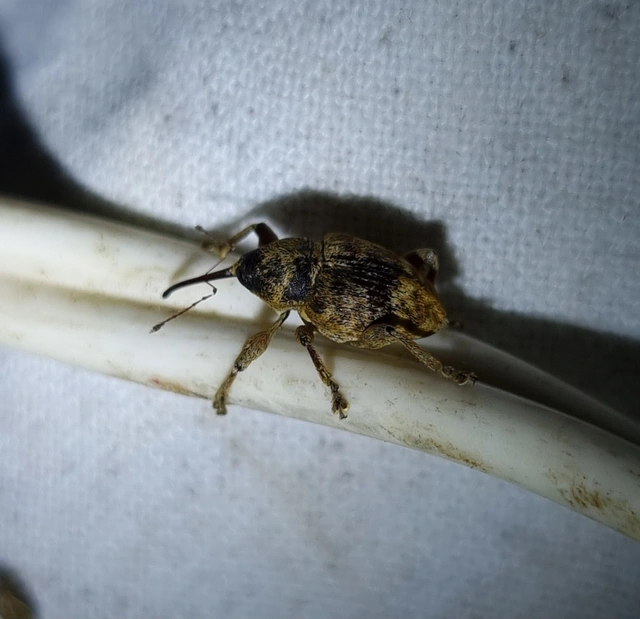 Curculio pellitus - makklikasztó zsuzsóka