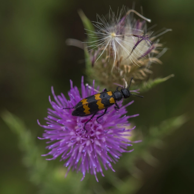 Mylabris variabilis - szalagos hólyaghúzó Mylabris variabilis - szalagos hólyaghúzó