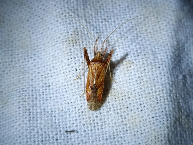 Phytocoris