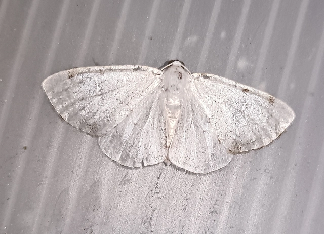 Lomographa bimaculata - kétpontos fehéraraszoló