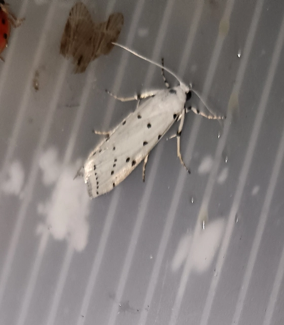 Myelois circumvoluta - pettyes karcsúmoly