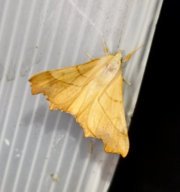 Ennomos fuscantaria - kőris-levélaraszoló