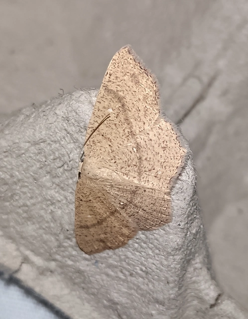 Cyclophora ruficiliaria - vörösrojtú pettyesaraszoló