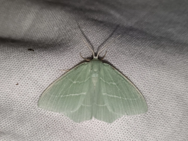 Hemistola chrysoprasaria - kékes zöldaraszoló