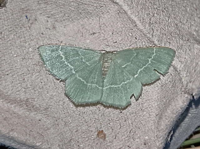 Chlorissa cloraria - sárgászöld araszoló