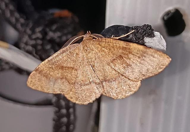 Plagodis pulveraria - szemcsés araszoló