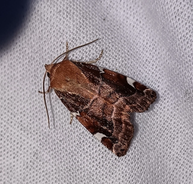Cosmia diffinis - szilfa-lombbagoly