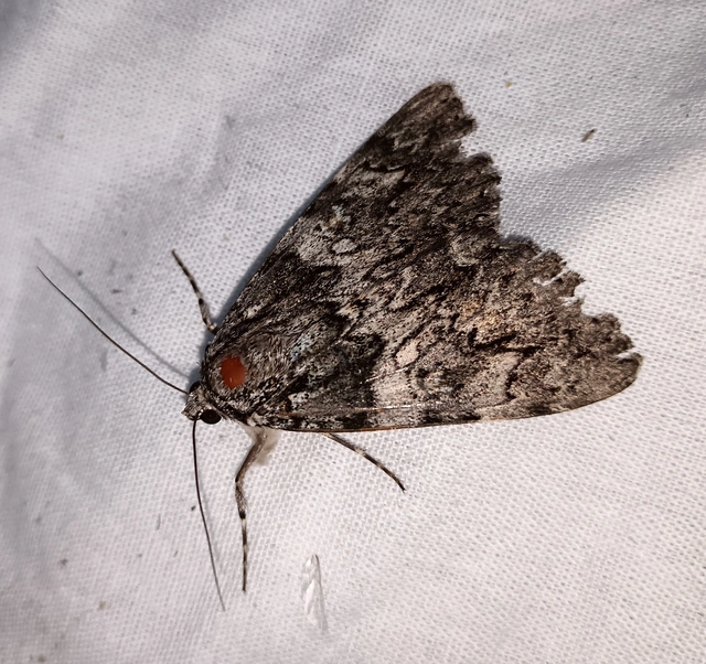 Catocala promissa - kis tölgyfa-övesbagoly