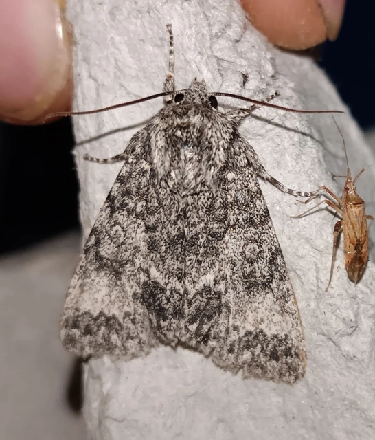 Acronicta megacephala - nagyfejű szigonyosbagoly