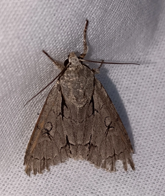 Acronicta cuspis/tridens/psi