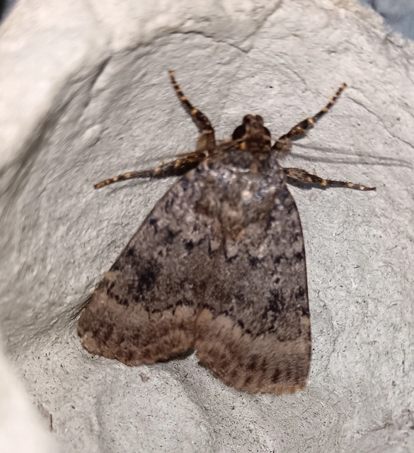 Amphipyra berbera/pyramidea