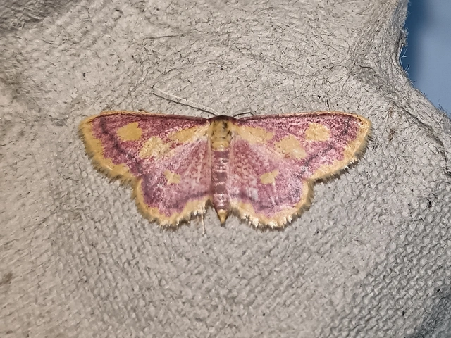 Idaea muricata - mocsári pirosaraszoló