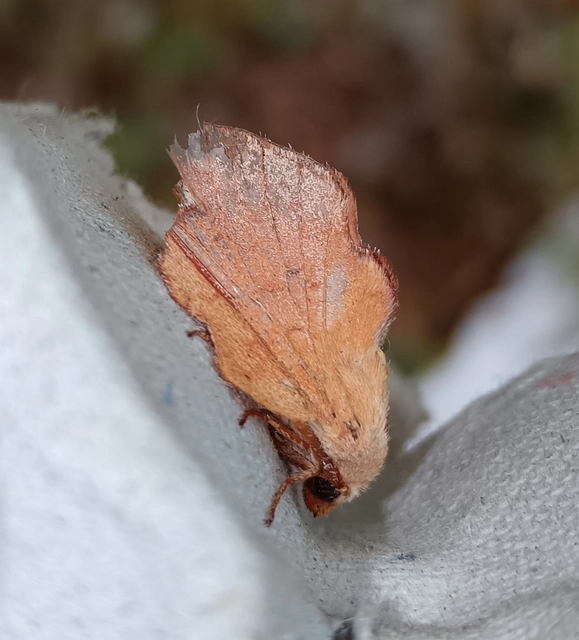 Phyllodesma tremulifolia - nyárlevélpohók