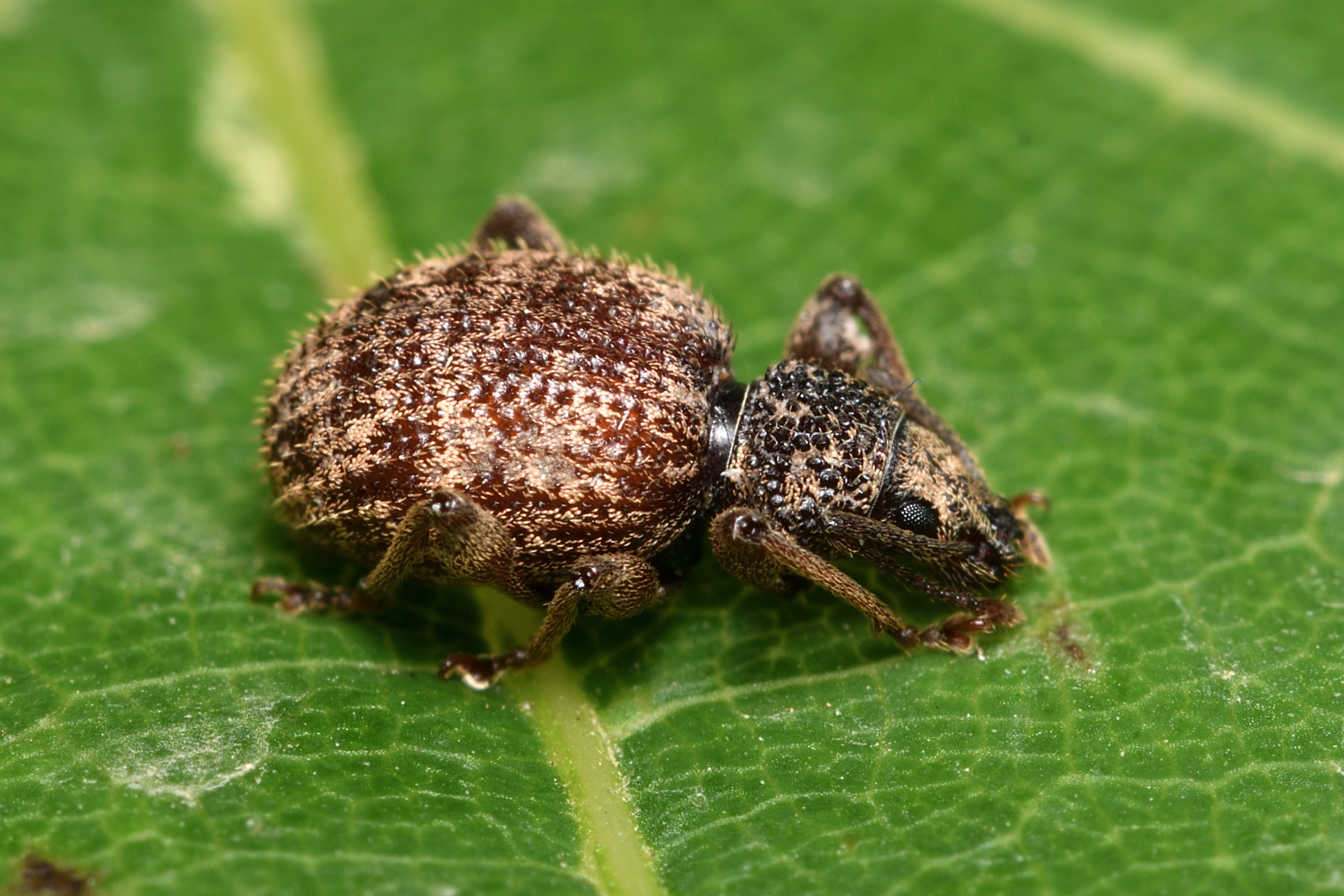 Otiorhynchus crataegi - galagonya-gyalogormányos