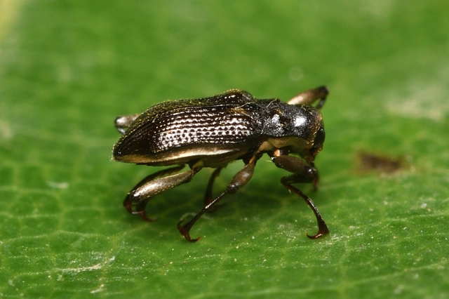Macronychus quadrituberculatus - négypúpú karmosbogár
