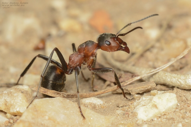 Formica pratensis - réti vöröshangya