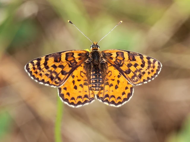 Melitaea didyma - tüzes tarkalepke