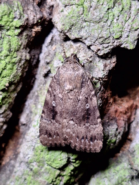 Amphipyra berbera/pyramidea