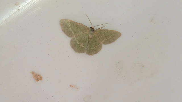 Chlorissa cloraria - sárgászöld araszoló