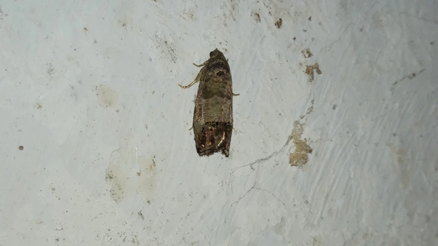 Cydia pomonella - almamoly