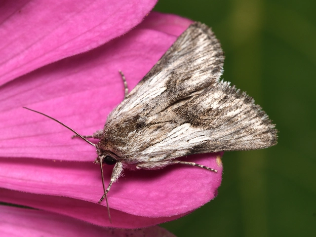 szürke apróbagoly - Calophasia platyptera