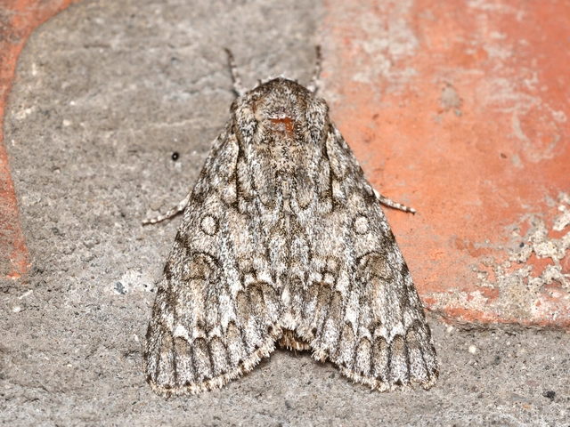 Acronicta aceris - vadgesztenye-szigonyosbagoly