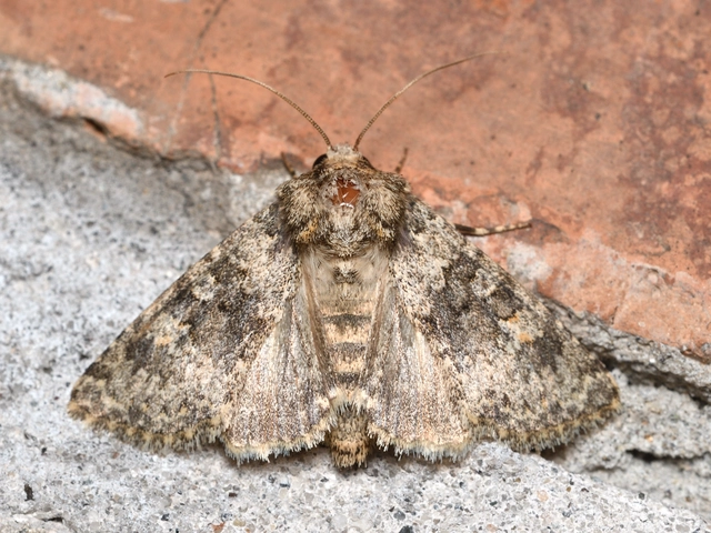 parajbagoly - Hecatera dysodea