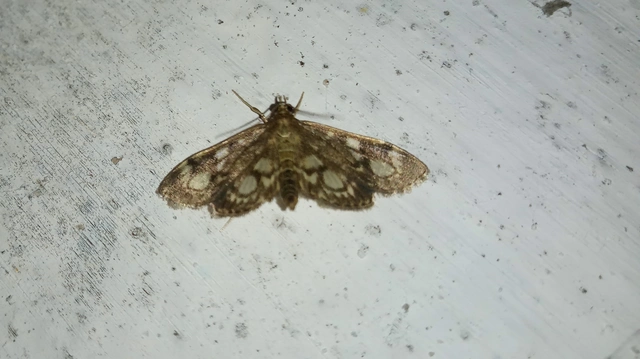 Anania coronata - koronás dudvamoly