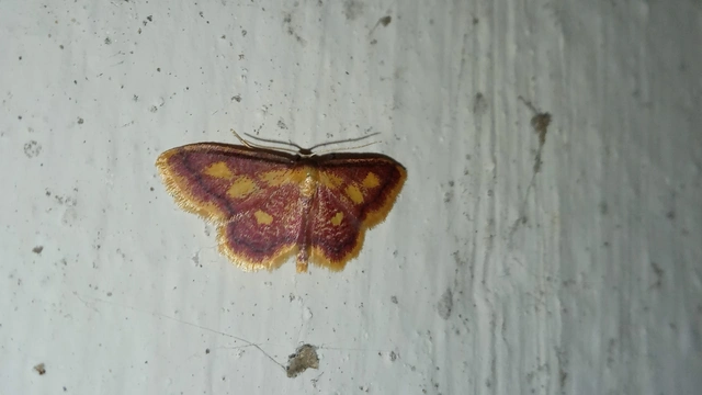 Idaea muricata - mocsári pirosaraszoló